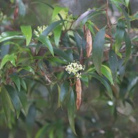 <i>Hakea salicifolia</i>  subsp.  salicifolia